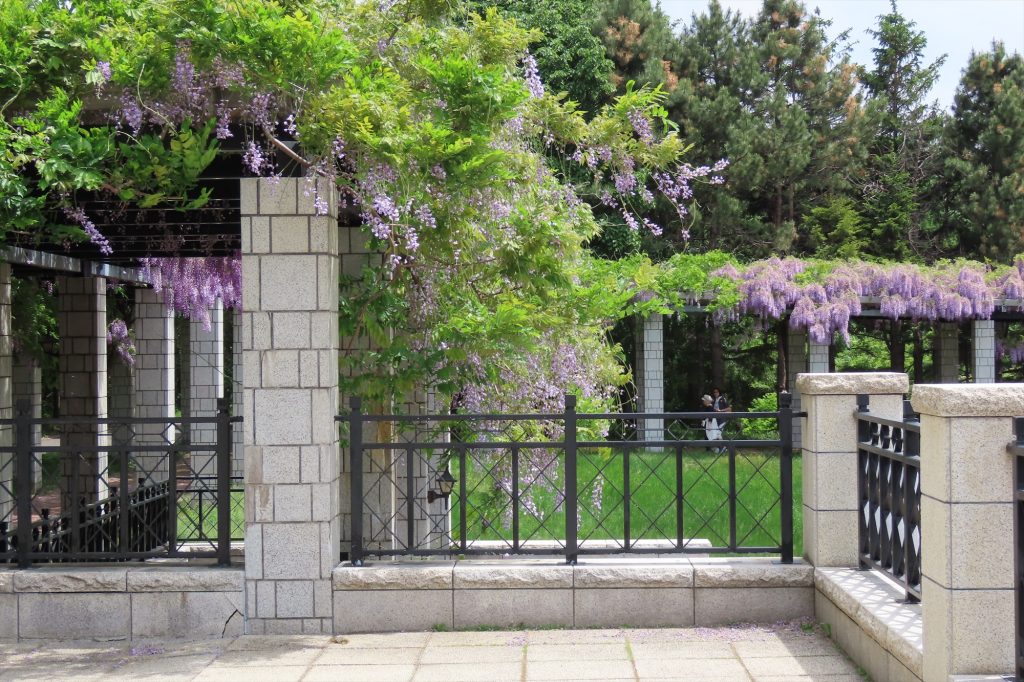 撮影スポットのフジはすっかり散って、緑色の葉が目立っている写真