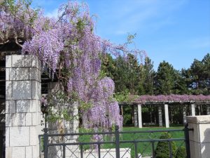 藤棚の写真