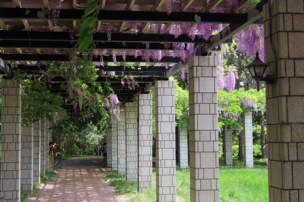 大パーゴラのフジの写真