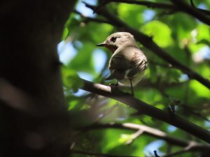 ムギマキの写真