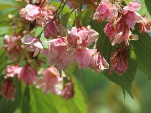 風雨で痛み茶色くなっている花が写った写真