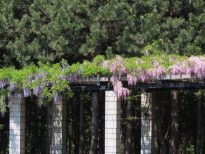 紫とピンクのフジの写真