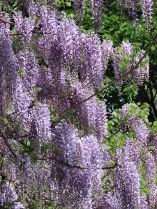 フジの花の写真