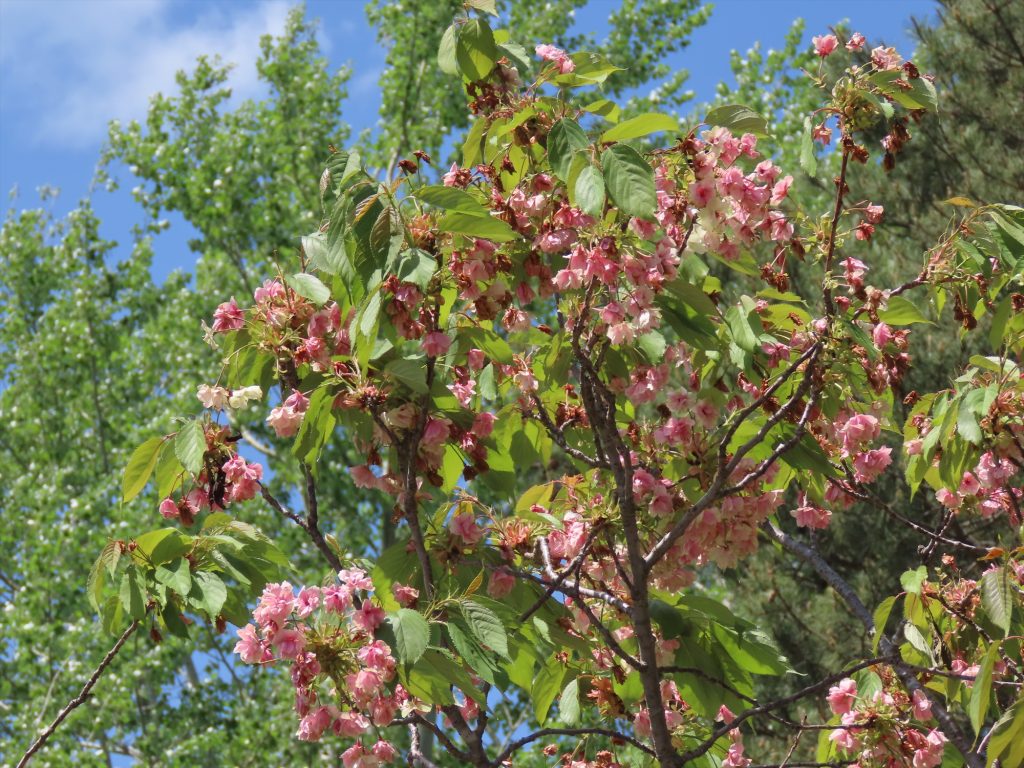 ギョイコウの木。葉桜状態で緑色の花もすっかりピンクにかわっている写真