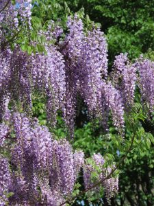 フジの花の写真