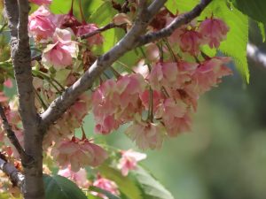 ギョイコウの写真