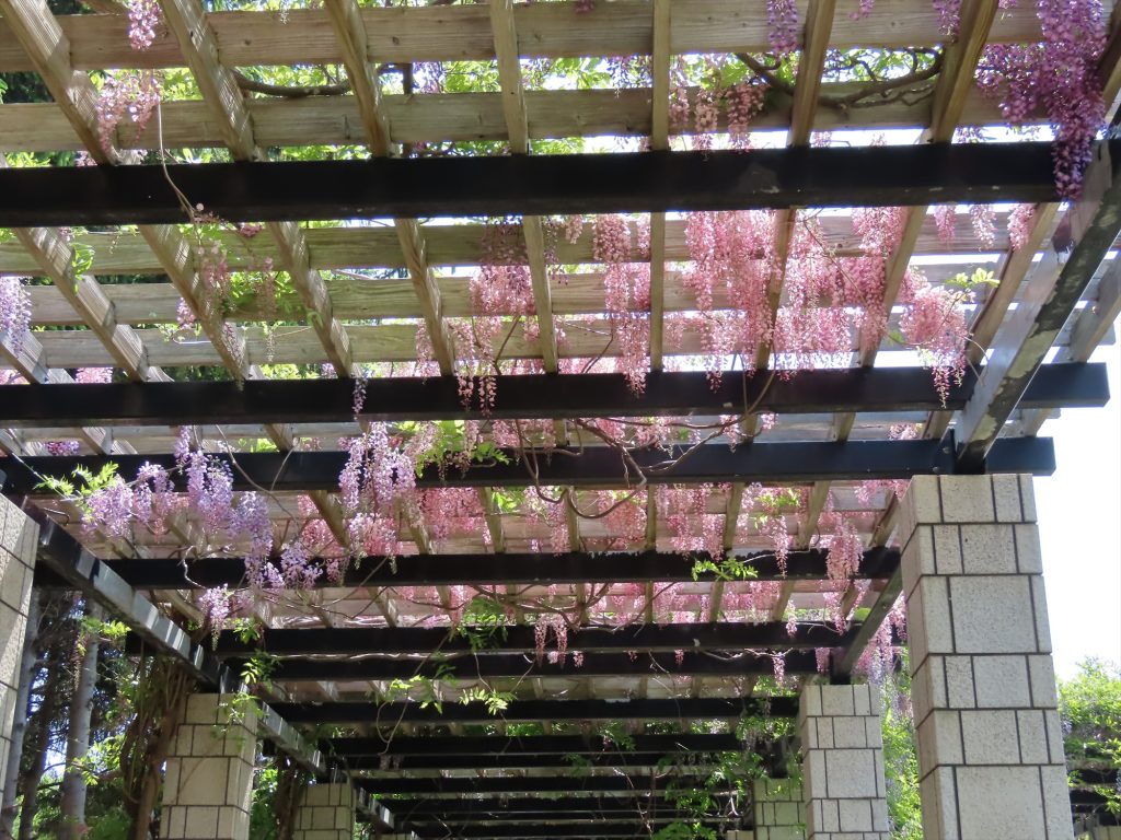 パーゴラの天井部分にある格子から下がるフジの花房の写真