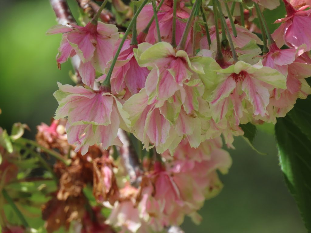 ギョイコウの花の写真