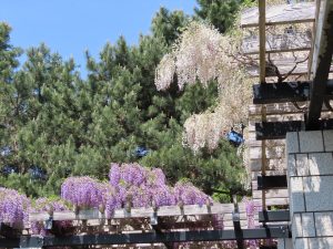 白と紫のフジの写真