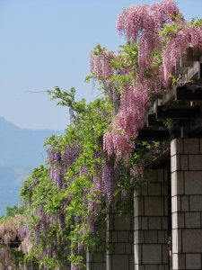 フジの花の写真