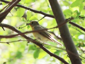 ムギマキの写真