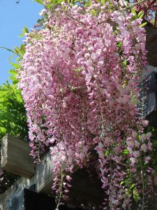 フジの花の写真