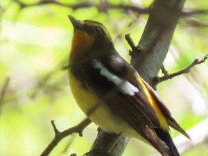 キビタキ、オス。ノド下と背が黄色くの写真。