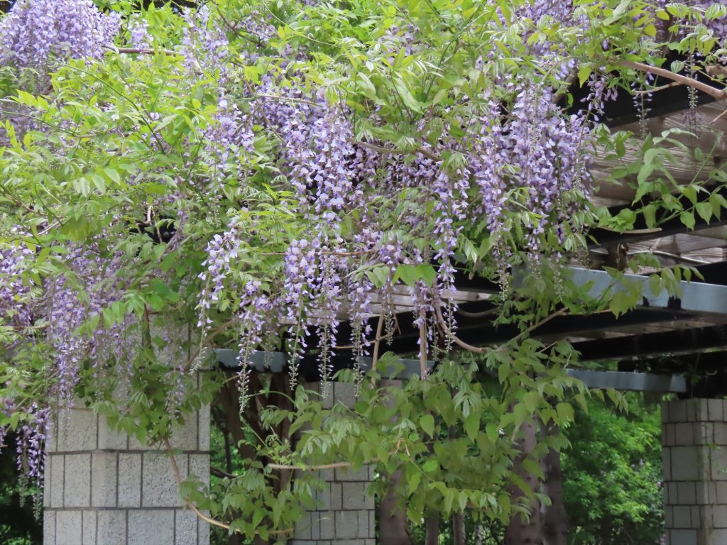 フジの花が五分咲きの写真