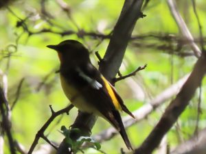 キビタキのオスの写真