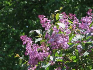 ライラックの写真