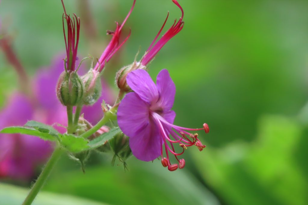 ゲラニウムのアップの写真