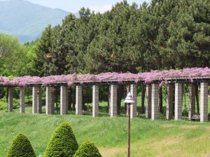 大パーゴラのフジの写真