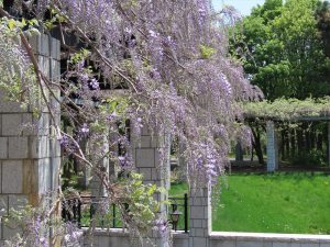 三分から五分咲きのフジの写真