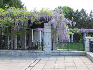 「本日のフジ」の画像