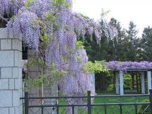 ラウンジ横のフジの写真