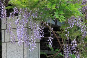 花房の上の方から散っているフジの花の写真
