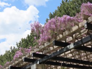 大パーゴラのフジのアップの写真