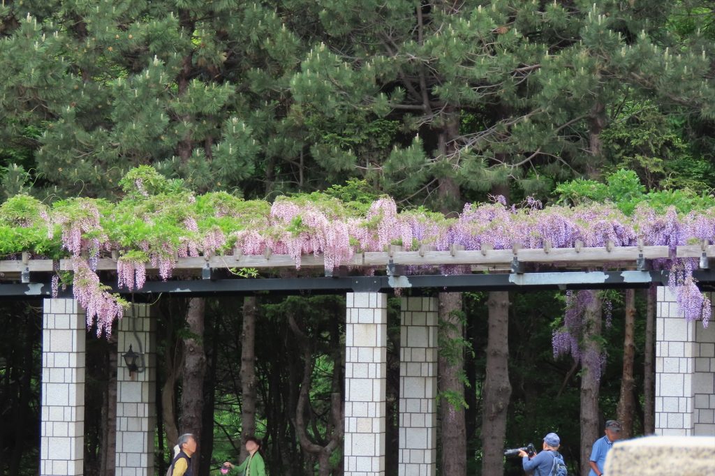 海側の大パーゴラに柵フジの写真