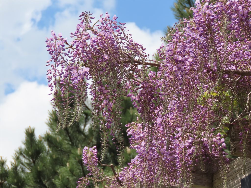 フジの花、五分咲きの写真