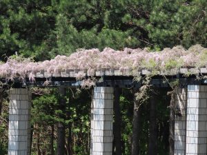海側のパーゴラに咲く、薄いピンク色のフジの花。まだ根本の数個しか咲いていない写真