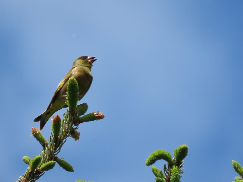 カワラヒワの写真