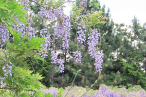 花房の上の方から散っているフジの花の写真