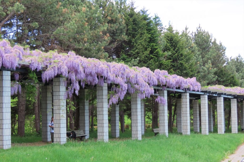 花木園側の大パーゴアに咲く藤の写真