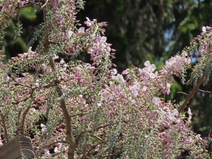 三分咲きにもなっていない薄ピンクのフジの写真