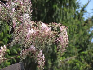 三分から五分咲きの薄ピンクのフジの写真