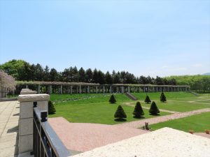 反対側のパーゴラのフジの写真