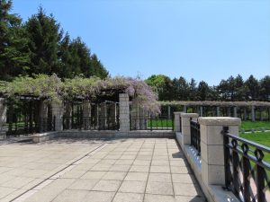 展望ラウンジすぐ横の開花が早いフジの写真