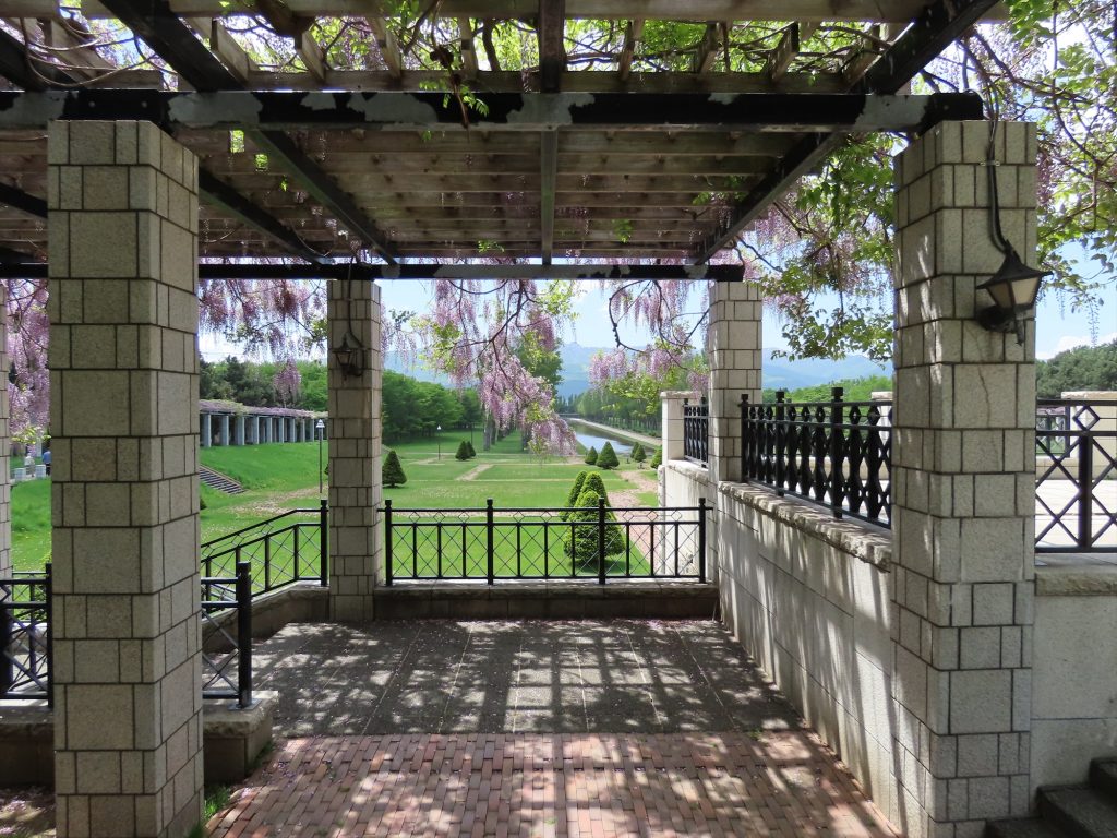 パーゴラの柱が額縁のようにフジの花を囲っており一幅の絵のようになってる写真