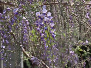 五分先のフジの写真