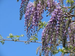 濃いめの紫の藤の花の写真