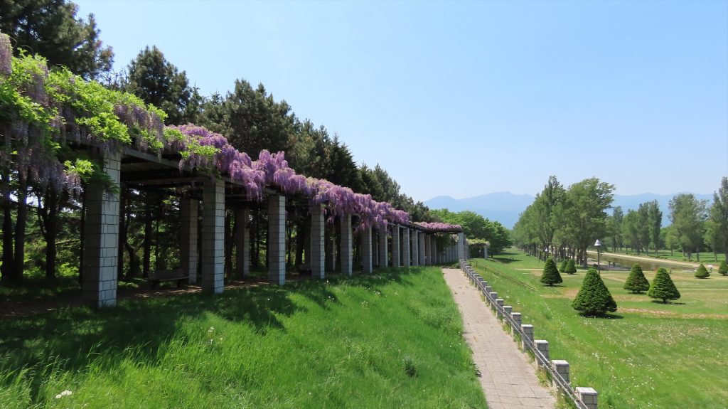 花木園側の大パーゴラのフジの写真