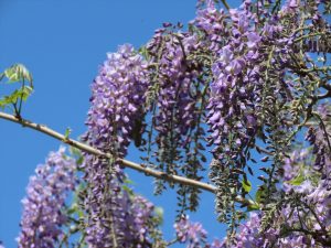 濃いめの紫の藤の花の写真