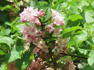 タニウツギの花の写真