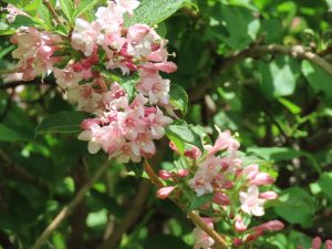 タニウツギの花の写真