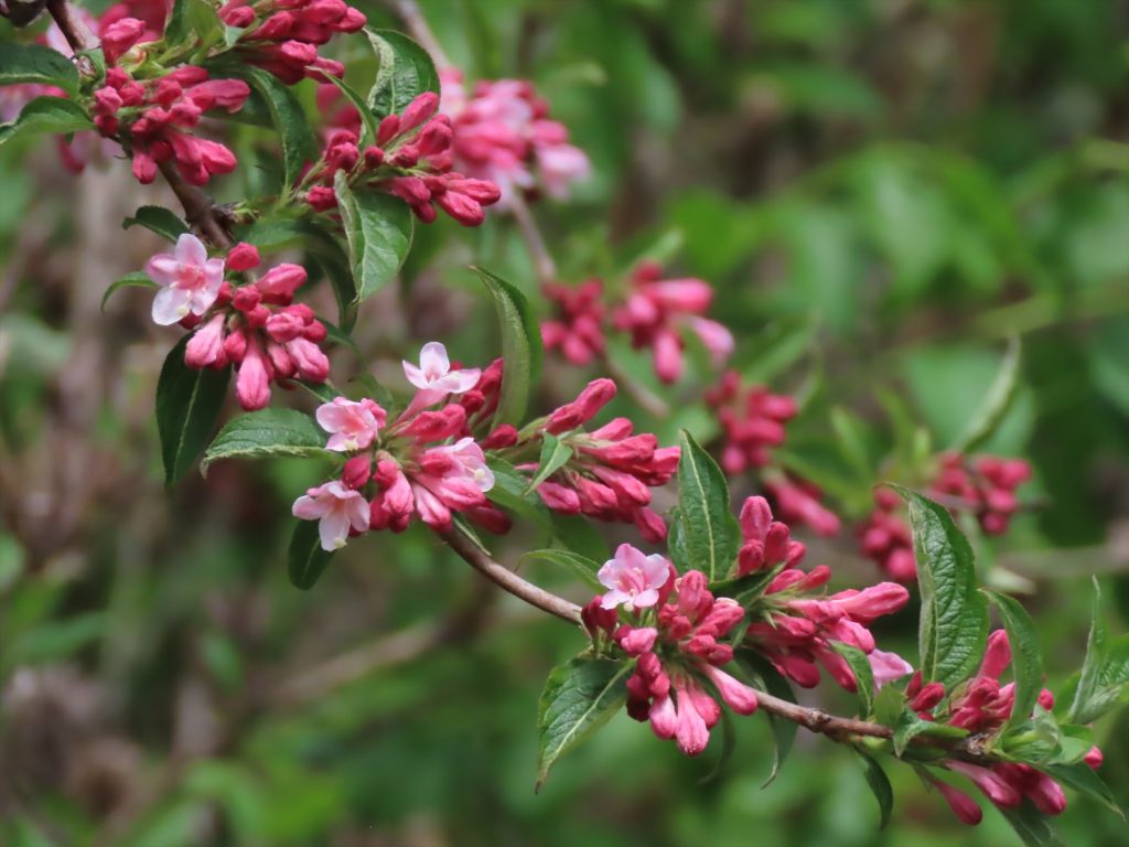 タニウツギのつぼみの写真