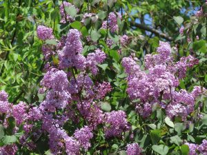 ライラックの写真