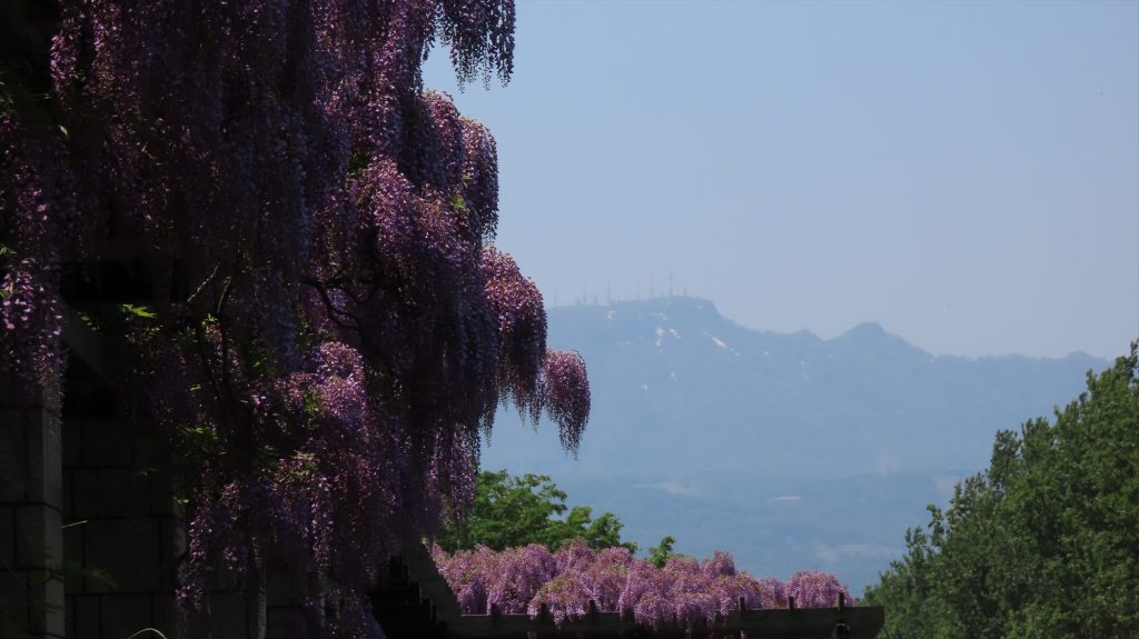 フジ越しに見る手稲山。ほとんど残雪が無くなっている写真