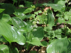 マイヅルソウの写真