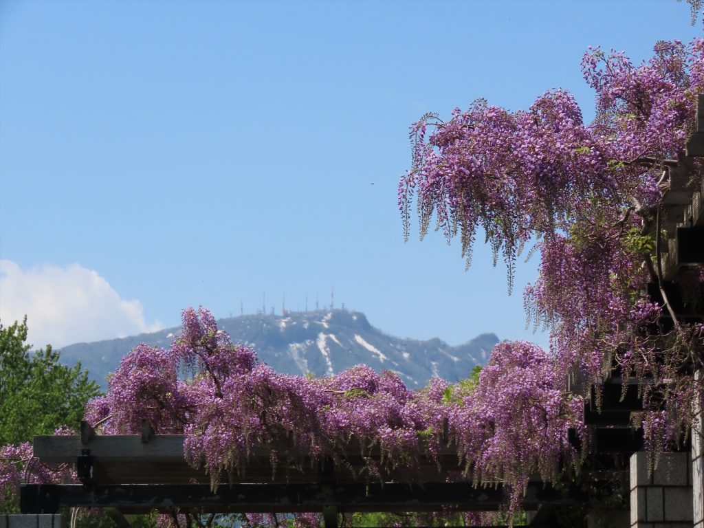 フジの花の向こうに手稲山が霞んで見える写真
