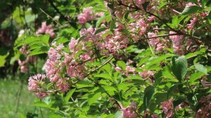 タニウツギの写真